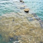 WM-USS Arizona Mem 