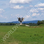 Jasenovac Concentration Camp